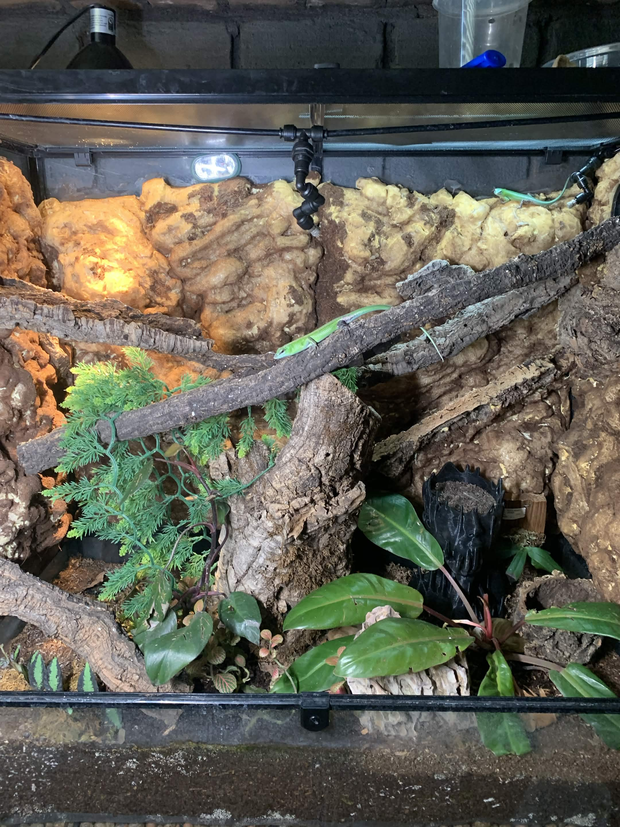 Emerald tree skink enclosure: a 36 by 18 by 36 inch glass terrarium with a foam and cork bark background, crossing branches, live plants and a misting nozzle, with a bright green skink resting on a branch.
